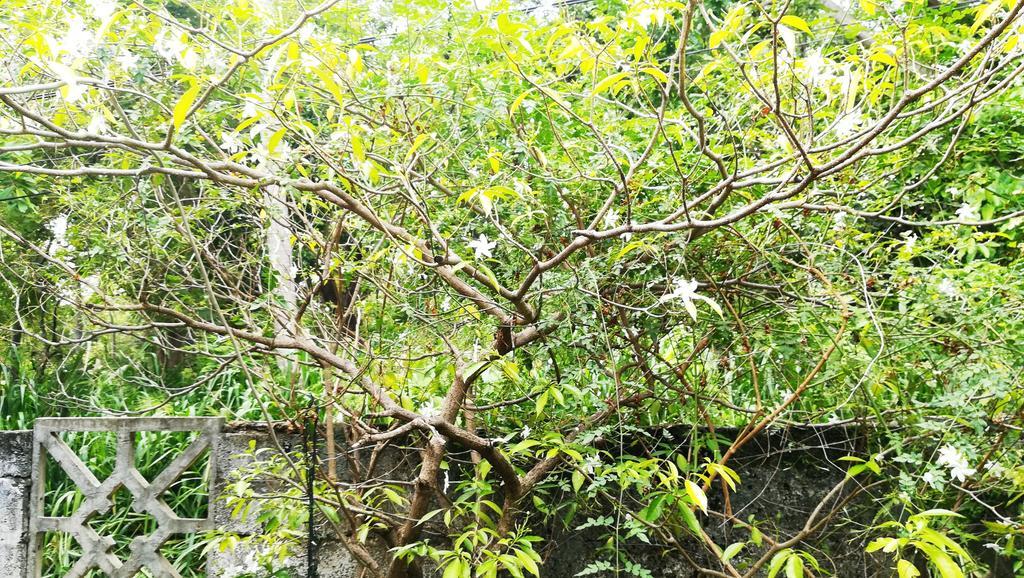 Bluesky Guest House Dambulla Exterior photo